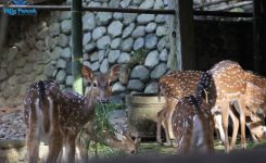 cimory-riverside-puncak10